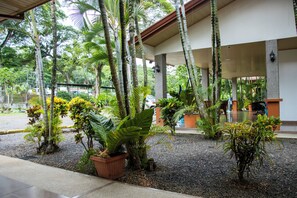 Un espacio al aire libre cubierto con diversas plantas y árboles, entre ellos palmeras y plantas de hojas grandes.