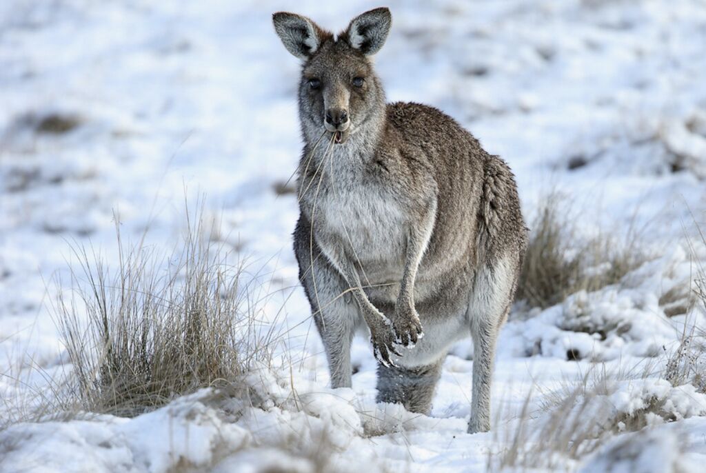 Rustic Log Cabin on 100 acres in the heart of the Snowy Mountains — image 17