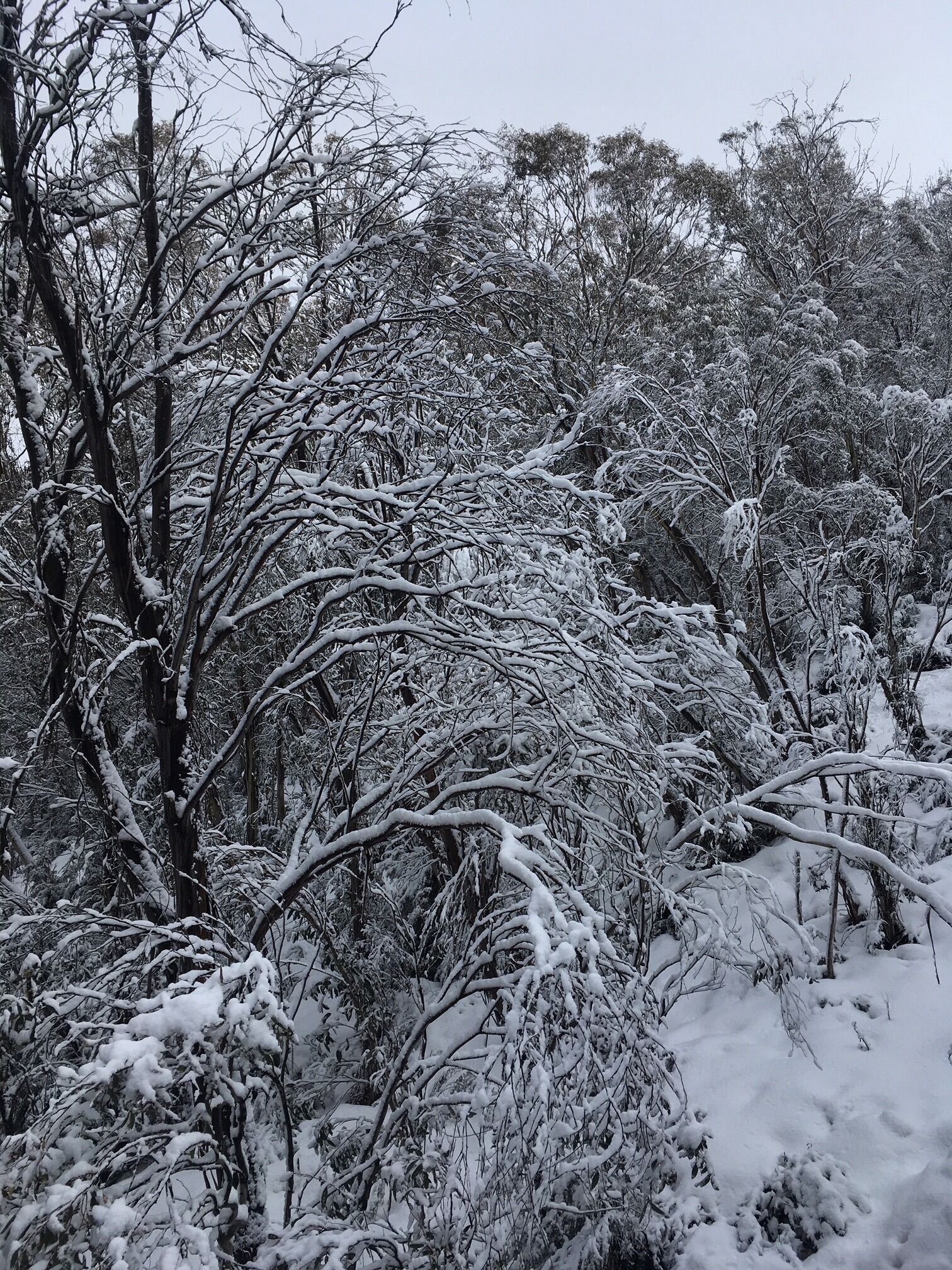 Rustic Log Cabin on 100 acres in the heart of the Snowy Mountains — image 18