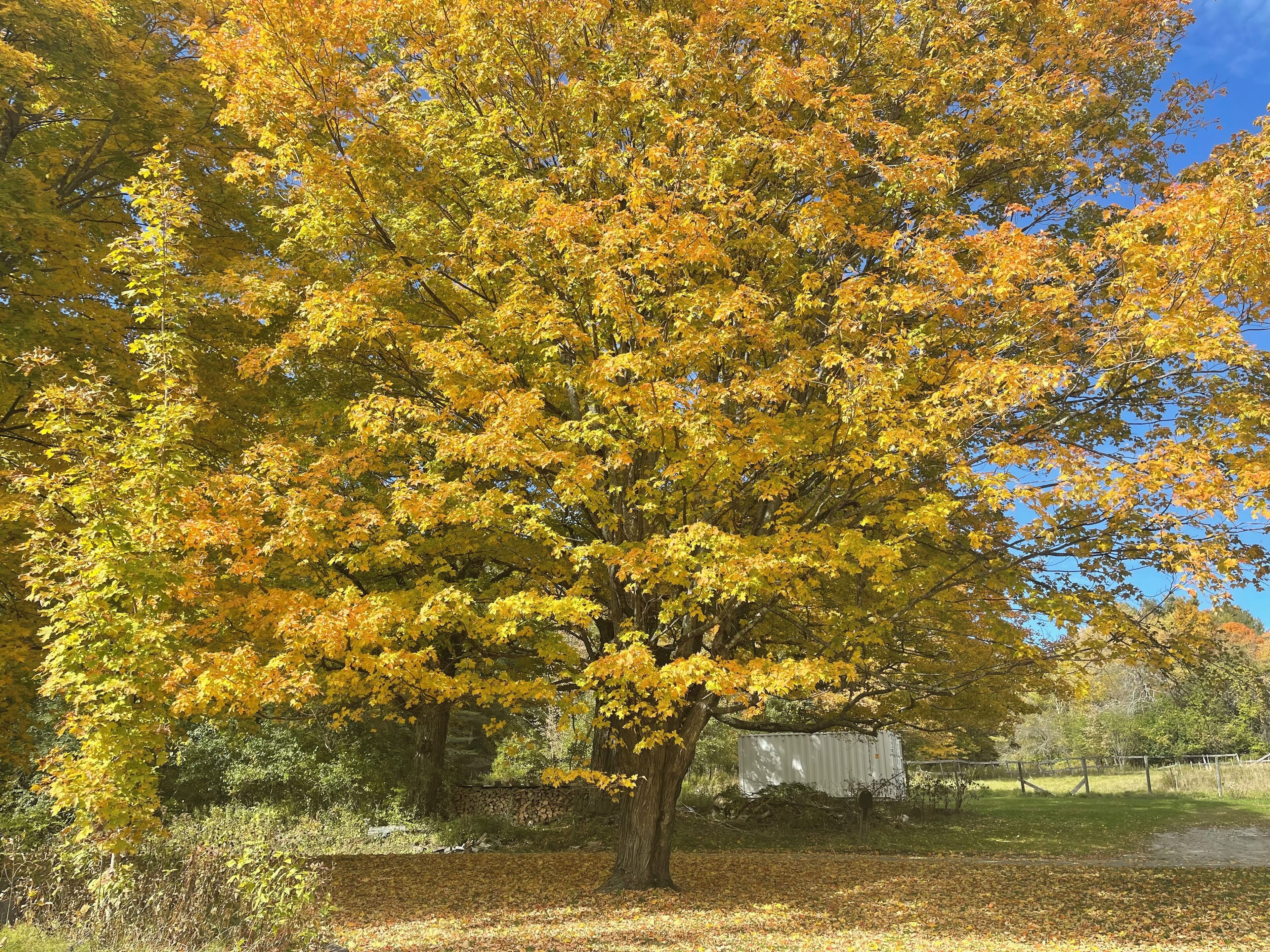 A large tree with yellow leaves in a park setting.
