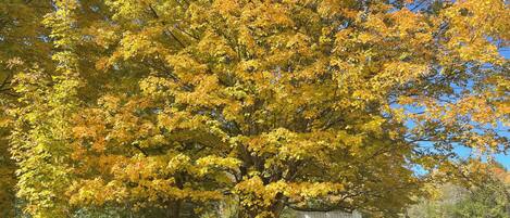 A large tree with yellow leaves in a park setting.