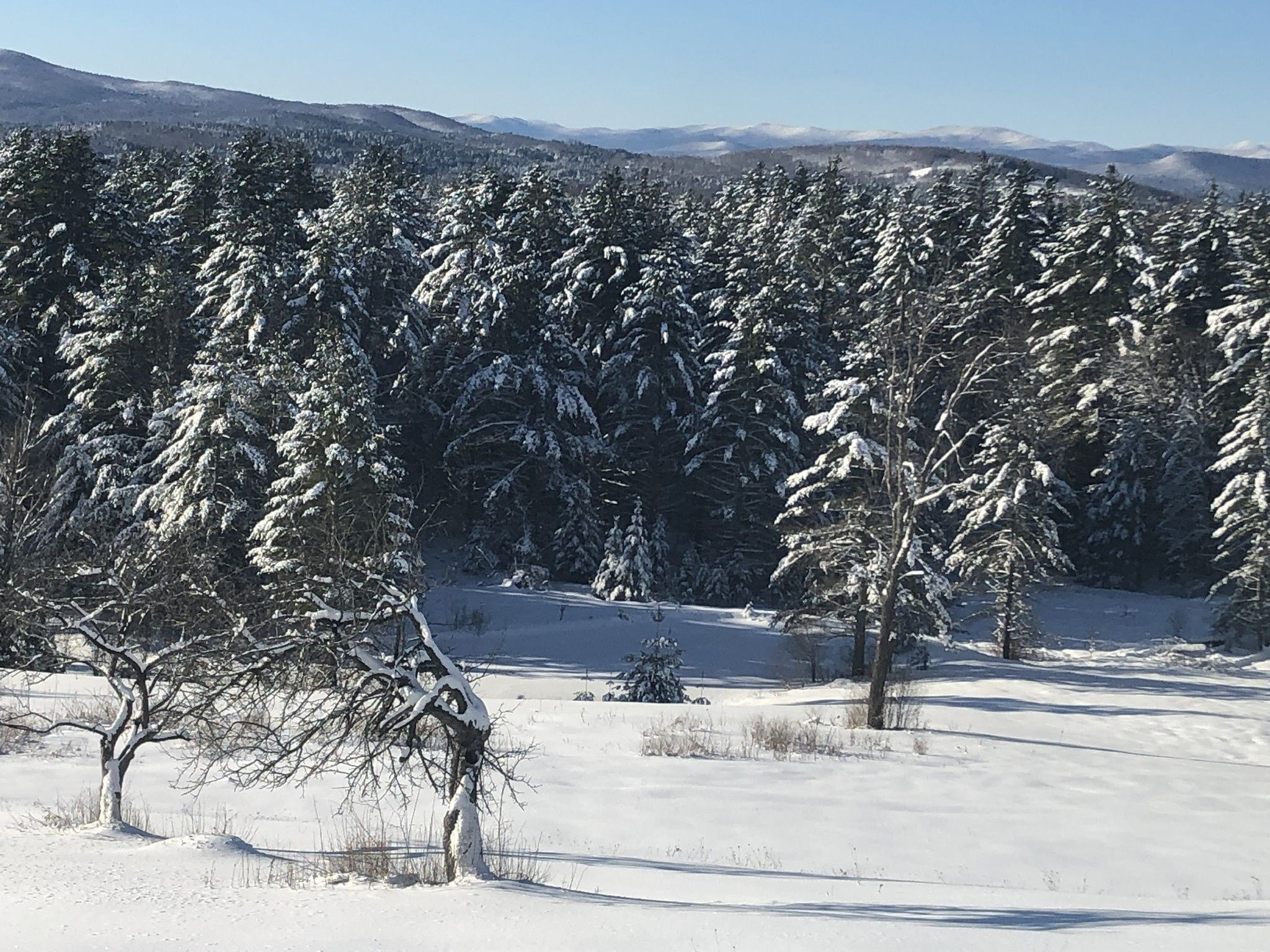 Schneegepäckte Landschaft mit dichten Nadelbäumen und blauem Himmel.