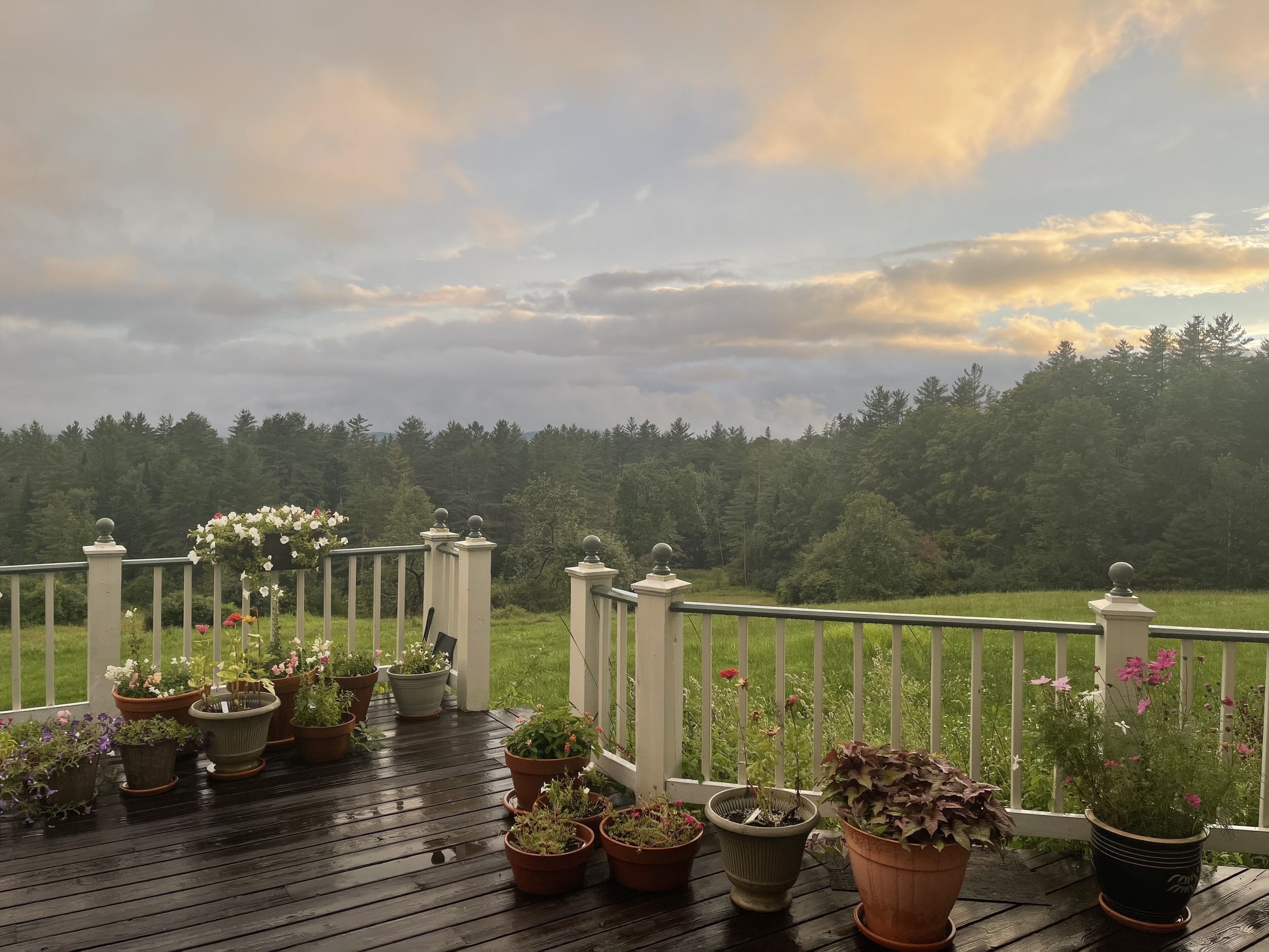 Una terraza de madera con plantas en macetas y barandilla blanca con vistas a un área boscosa.
