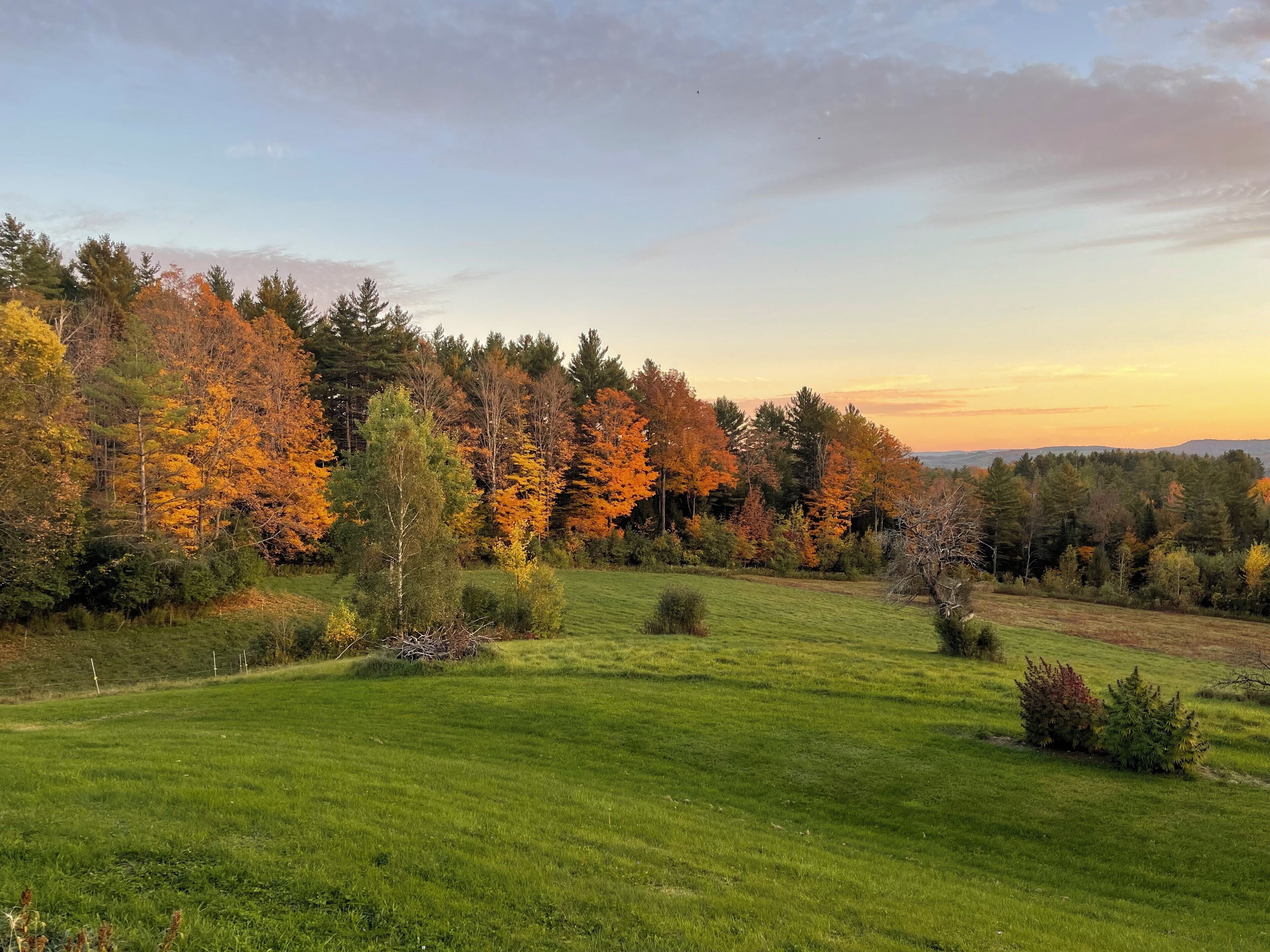 A grassy field with trees in autumn colors and a clear sky.