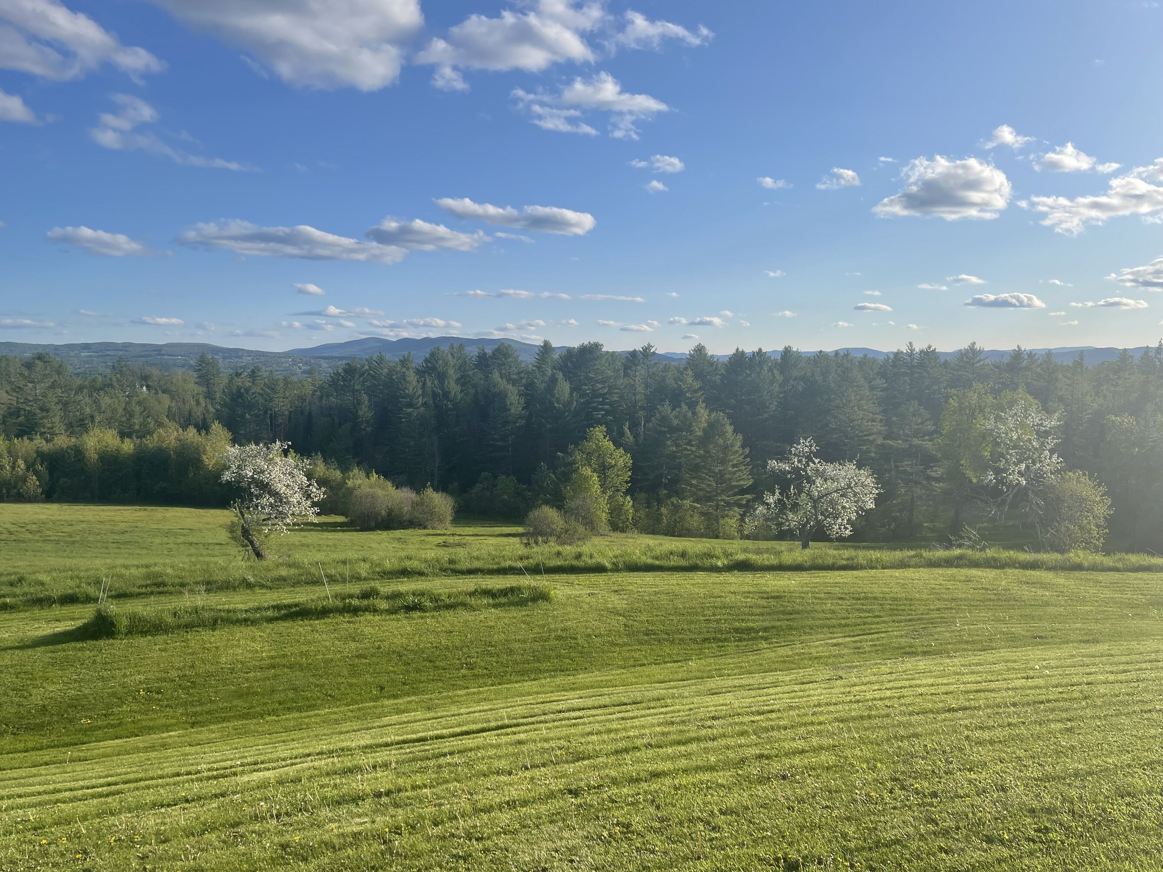 A grassy field with trees and a clear sky.