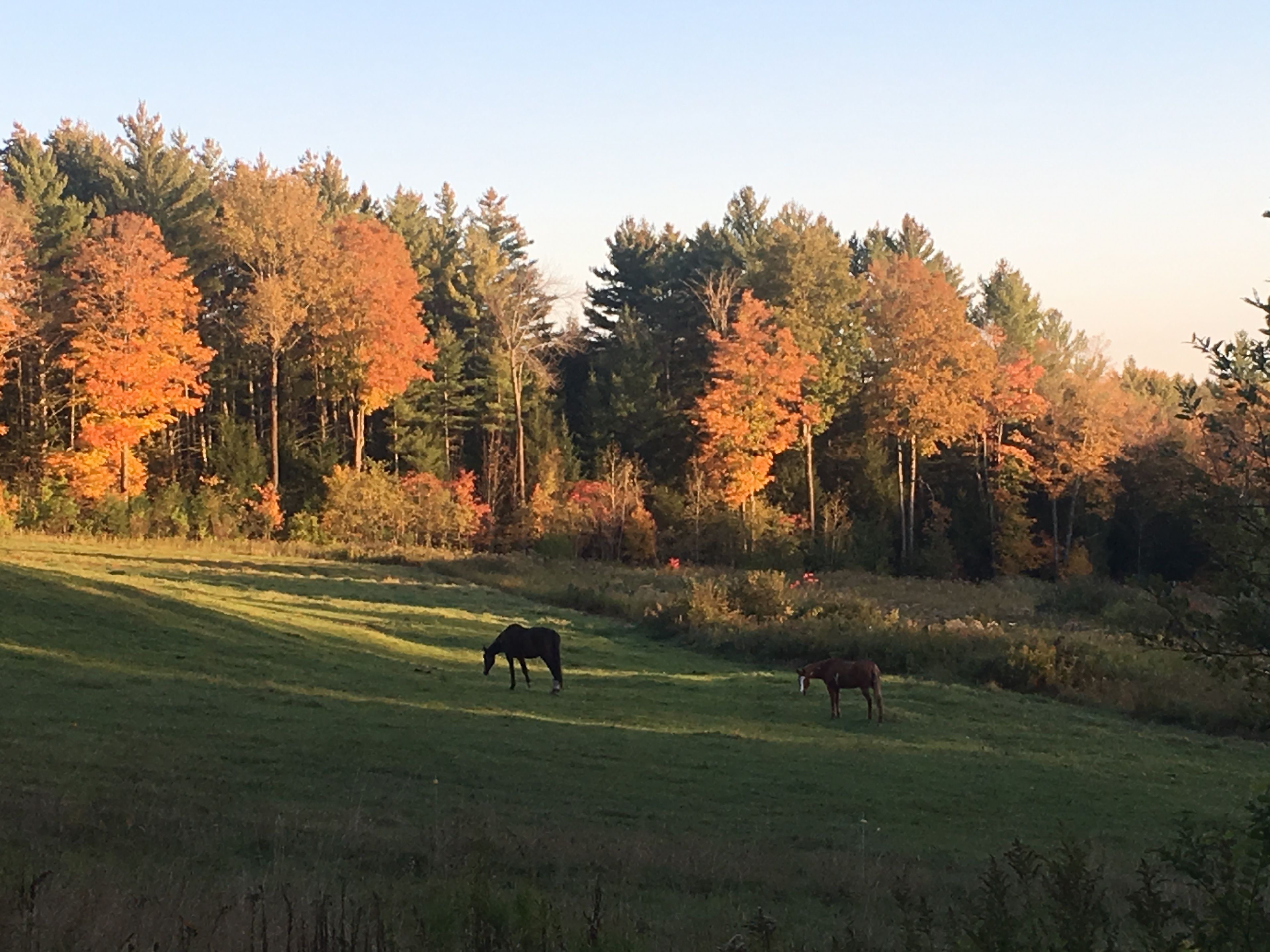 A grassy field with two horses grazing, surrounded by trees with autumn foliage.