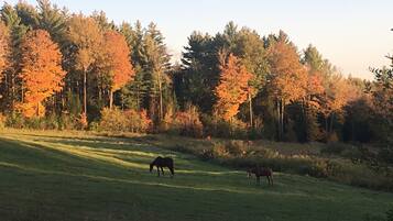A grassy field with two horses grazing, surrounded by trees with autumn foliage.