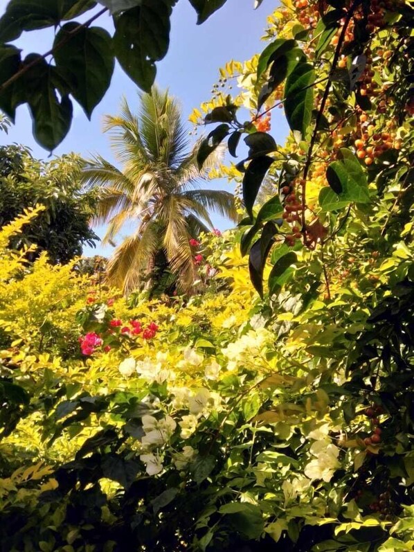 Garden - Villa Hélèna Chalets (Sainte Marie)