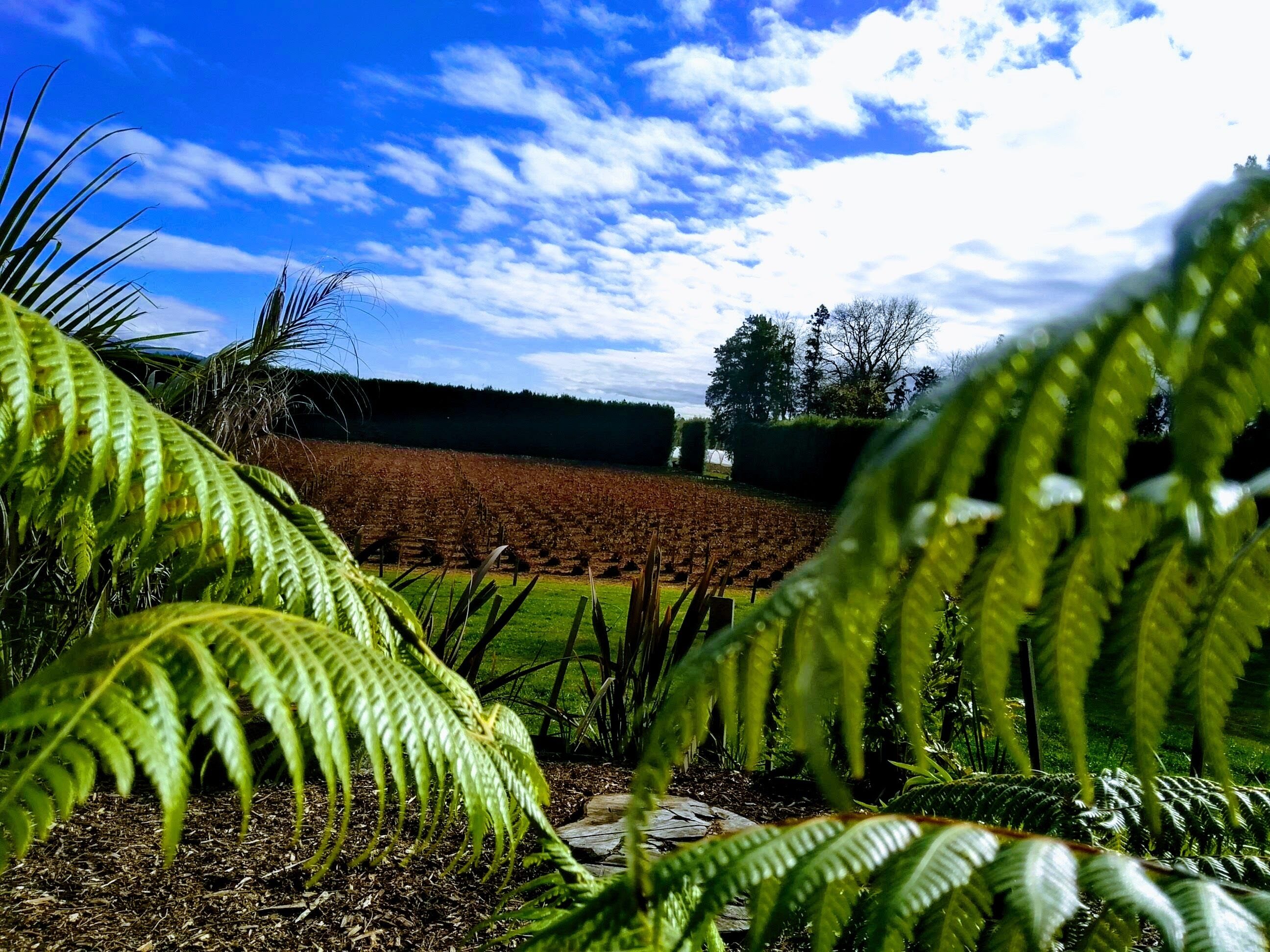 A garden with ferns and a field of crops under a blue sky.