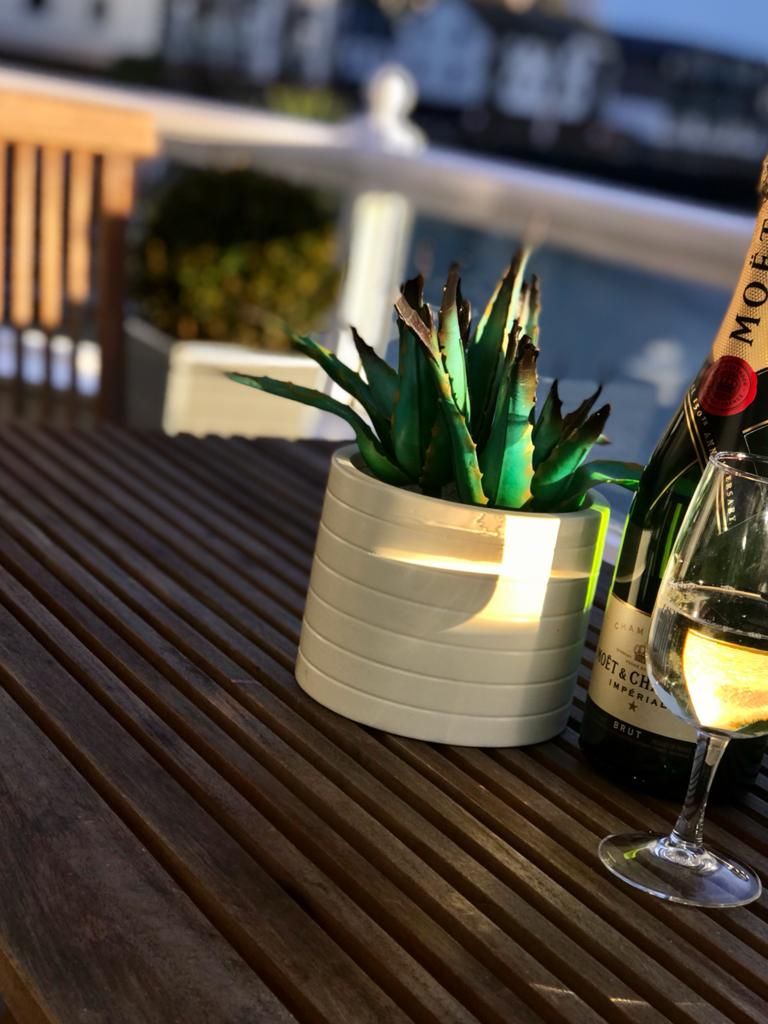 Une plante succulente en pot, posée sur une table en bois, avec une bouteille de champagne et un verre.