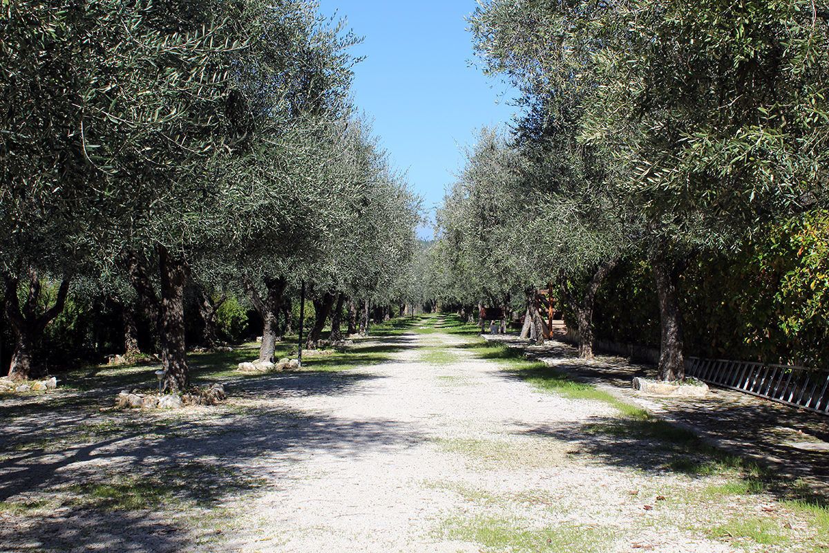 A pathway flanked by olive trees leading to a distant point.