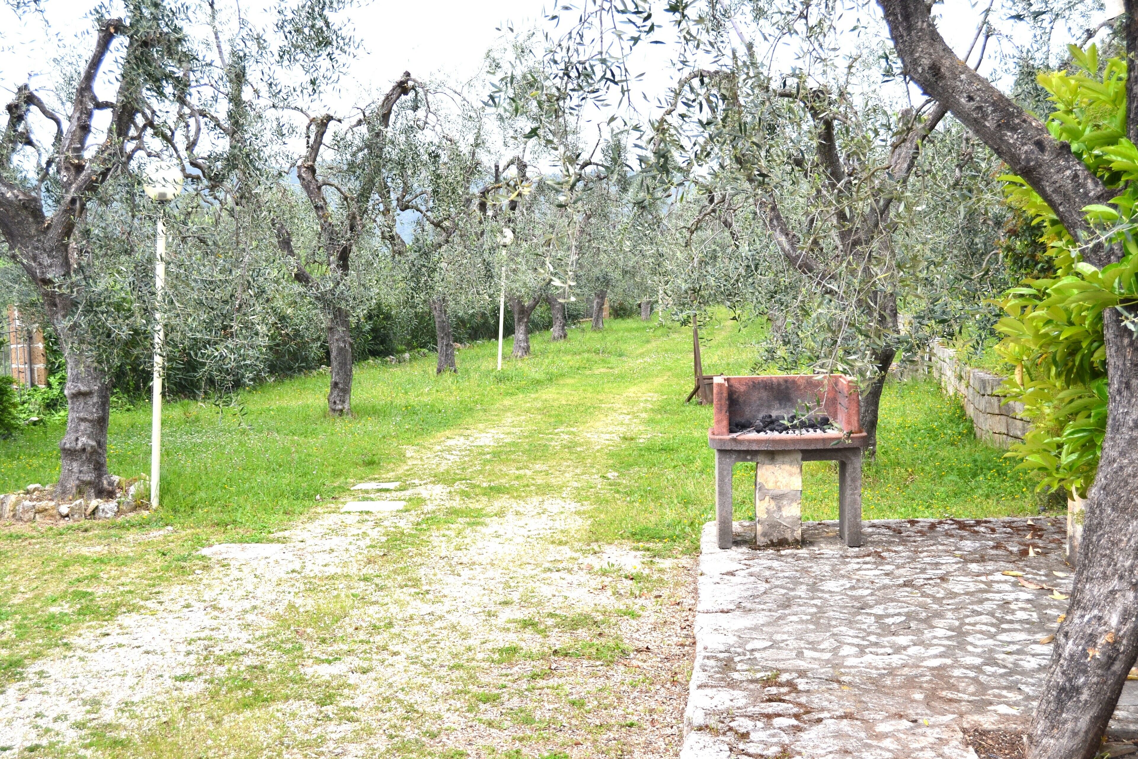 Un sendero que atraviesa un olivar, con un banco y un muro de piedra.