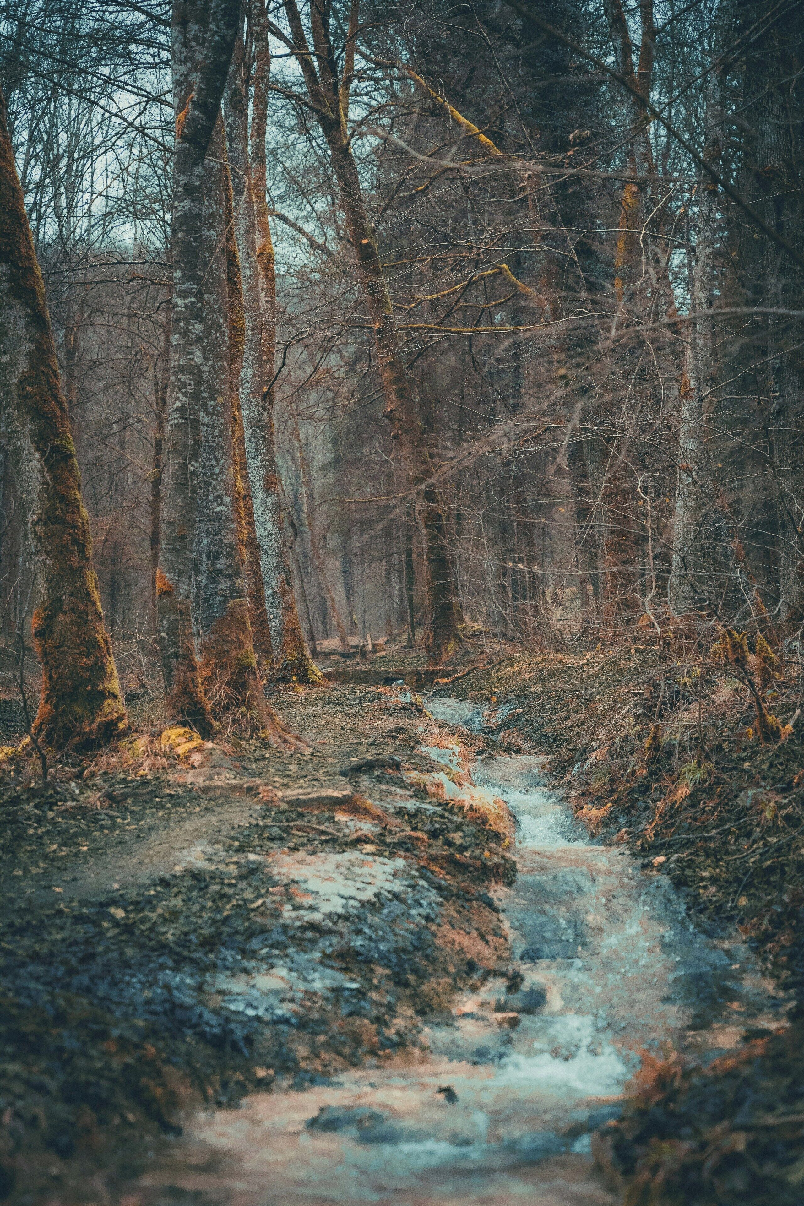 A forest path with trees and a small stream.