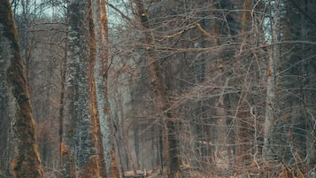 A forest path with trees and a small stream.