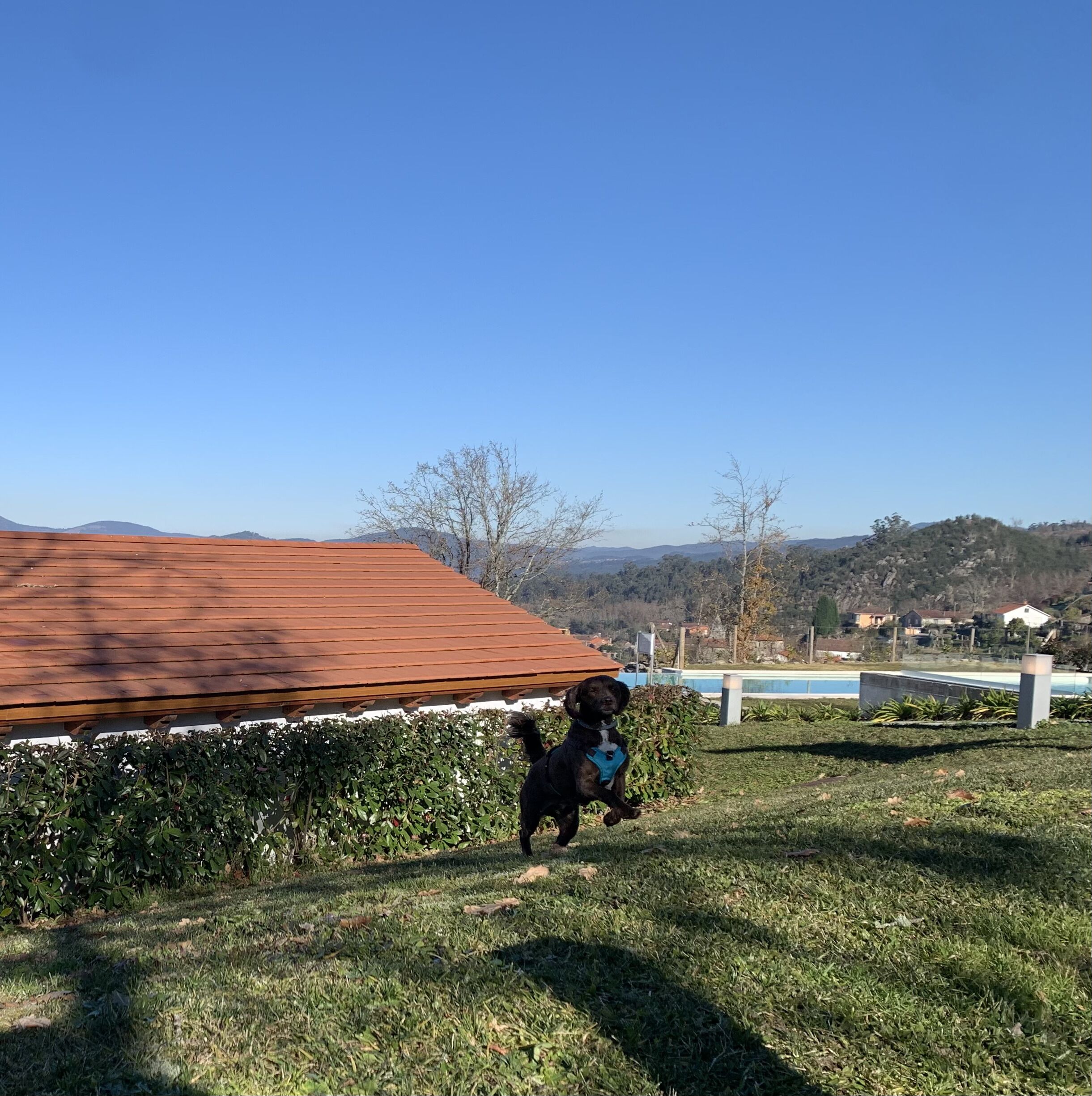 Un perro caminando sobre un césped con una terraza de madera y una piscina al fondo.