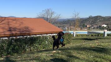 Un perro caminando sobre un césped con una terraza de madera y una piscina al fondo.
