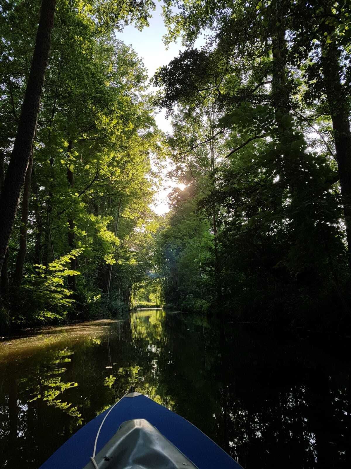 Un estrecho canal bordeado por árboles frondosos, con luz solar filtrándose entre las ramas.