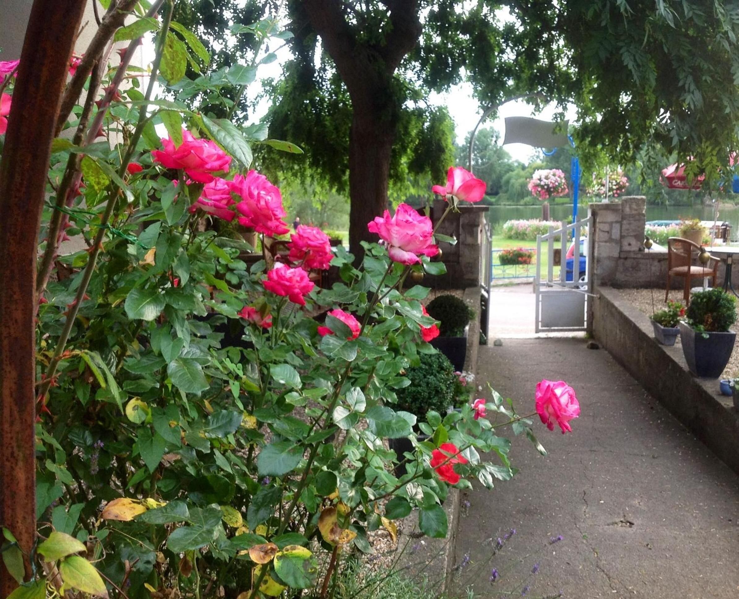 Un jardin avec des rosiers roses et un chemin de pierre menant à une porte.