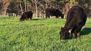 Terrain de l’hébergement 