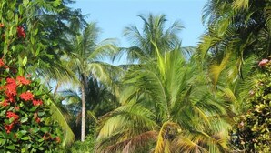 A pool area with a green chair and a lounge chair, surrounded by lush greenery and palm trees. - NATURE LOVER'S ESCAPE!-on 3200 acre reserve with miles of a "Cast A Way" beach.  (Punta Santiago)
