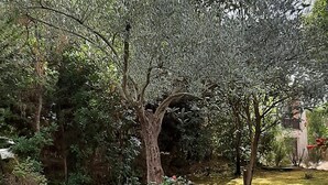 Un jardin avec un grand arbre, un parterre de fleurs et une pelouse.