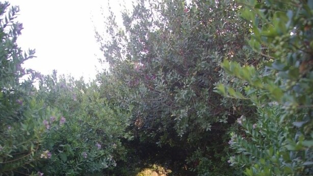 A stone staircase surrounded by dense foliage. - Complex of apartments & studio, full-equipped, in a large, beautiful garden (Kamilari)