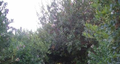 Ferienwohnung - KAMILARI