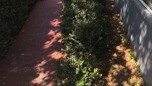 A narrow pathway flanked by dense shrubbery and a building with large windows. - Three Bedroom House on Private Lake Delancy in Ocala National Forest (Salt Springs)