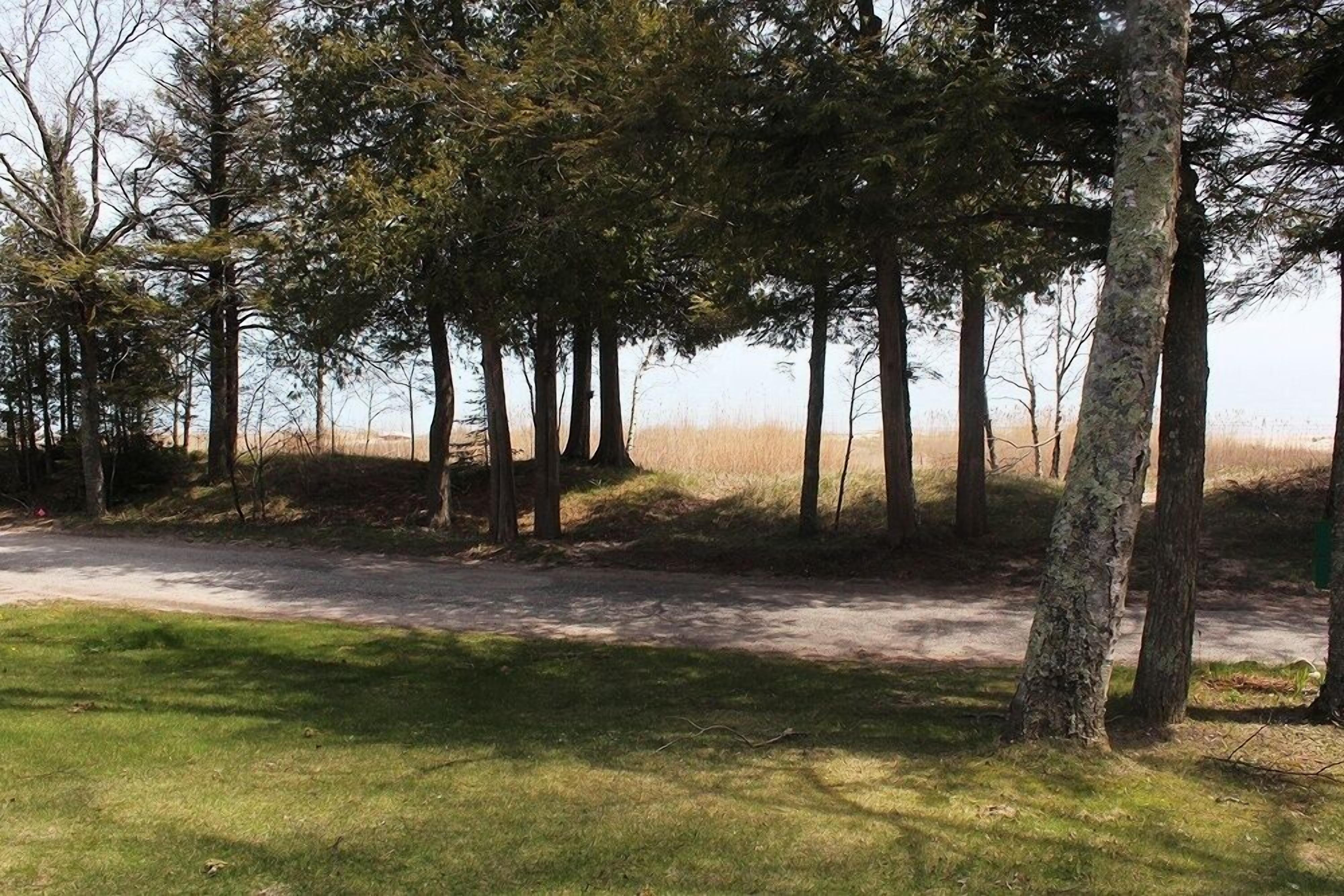 A pathway through a wooded area with tall trees and a grassy foreground.