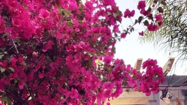 An outdoor dining area with a table set for a meal, surrounded by potted plants and a building with large windows. - Fabulous Downtown Living (Santa Barbara)