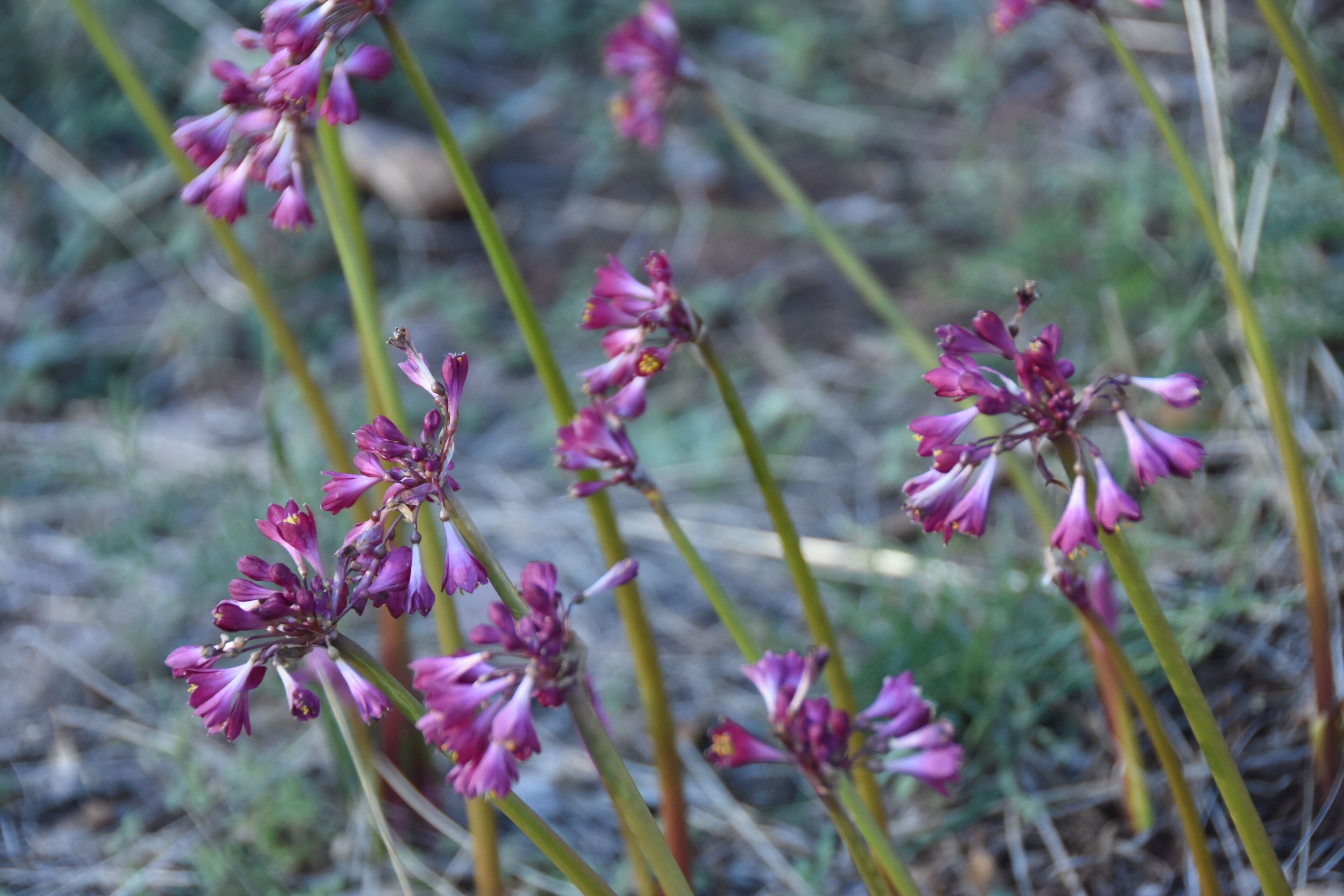 Savings Bank of South Australia - Old Quorn Branch -  stay in an old bank — image 25
