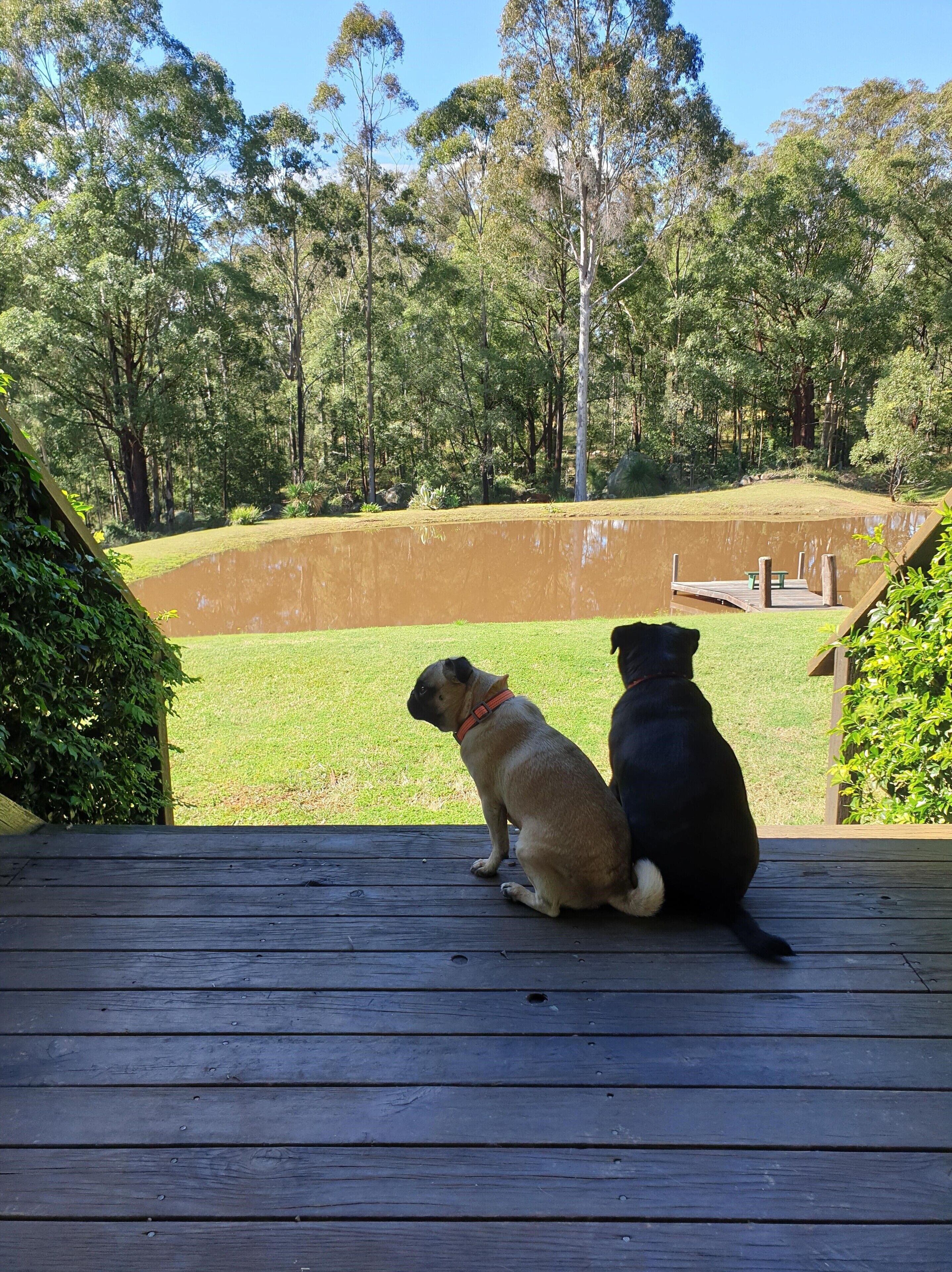 Our 4legged guests enjoying the view