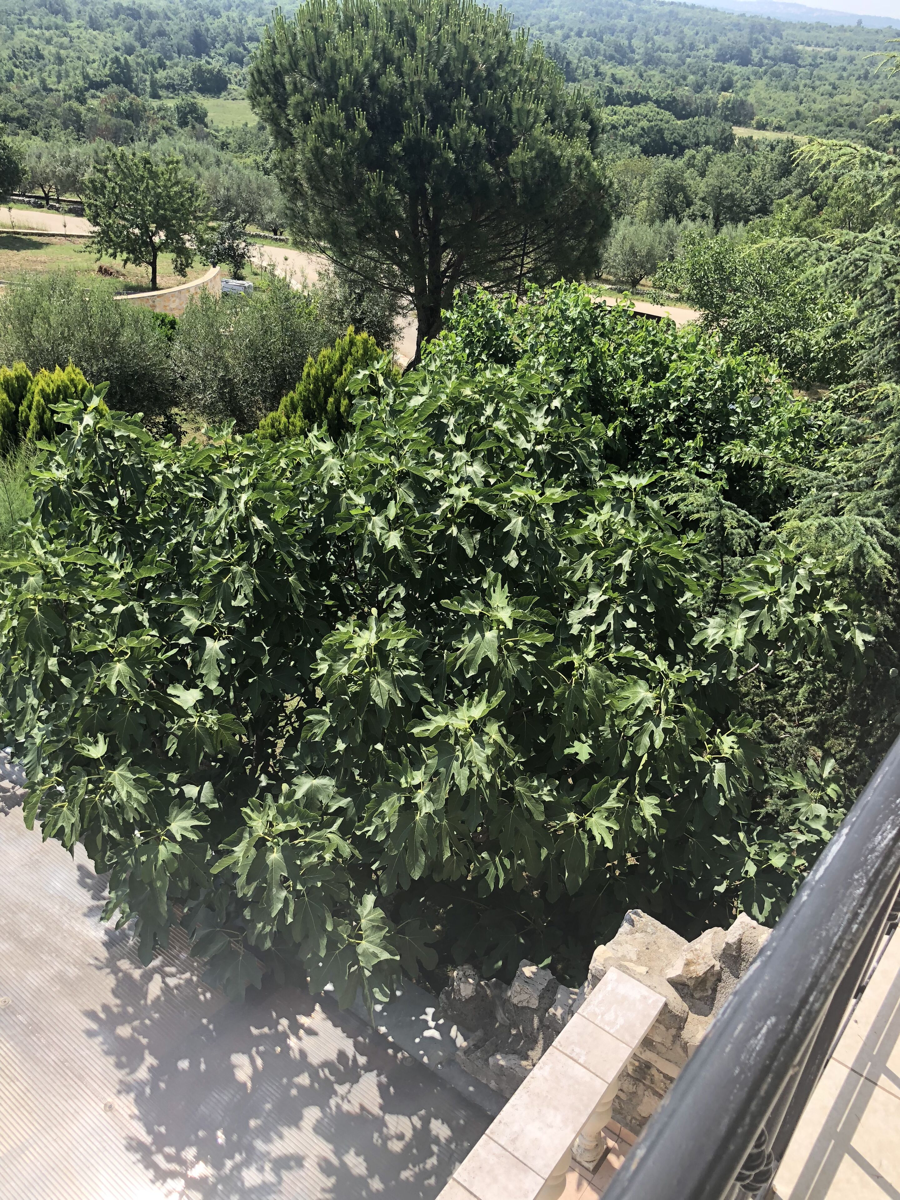 Uitzicht op een aangelegde tuin met diverse bomen en struiken, een grindpad en een verre weide van heuvelachtig land.