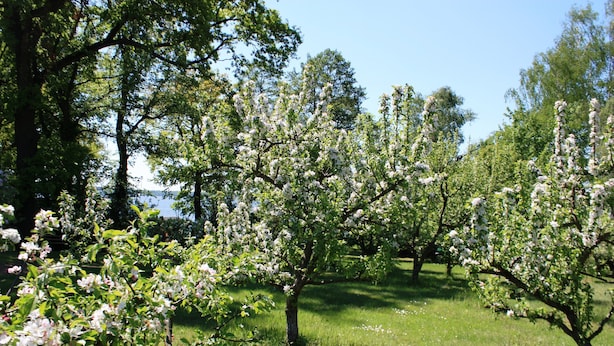 An orchard with blooming trees and a clear sky. - Suite with terrace and view of the church, lake access - Ferienhof Löschebrand (Bad Saarow)