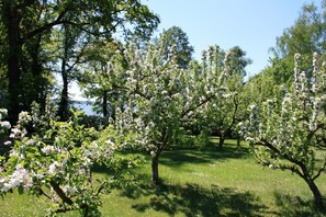 A garden with blooming trees and a clear sky. - Suite with terrace and view of the church, lake access - Ferienhof Löschebrand (Bad Saarow)