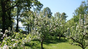 An orchard with blooming trees and a clear sky. - Studio with winter garden and lake view - Ferienhof Löschenrand (Bad Saarow)