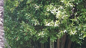 Un hamac suspendu entre deux arbres, dans un cadre naturel.