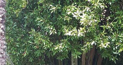 Talo 200m päässä Arcachon Bay Beach