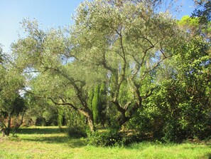 منوع