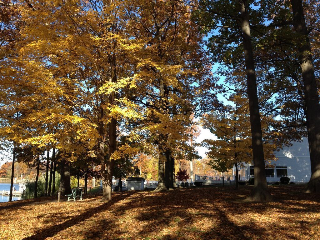 A park with trees, a bench, and a building in the background.