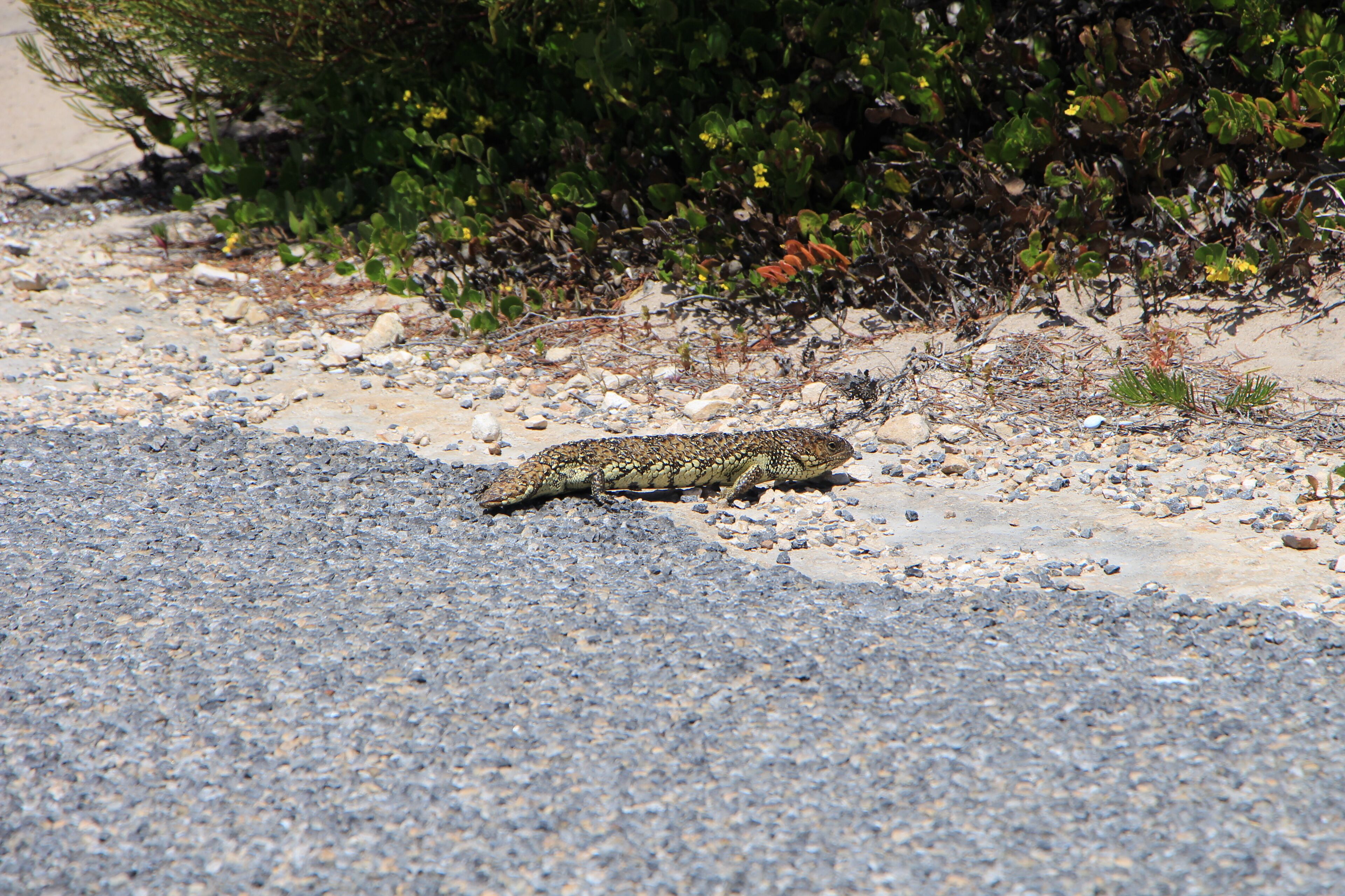 \"Elandra\" Marion Bay — image 6