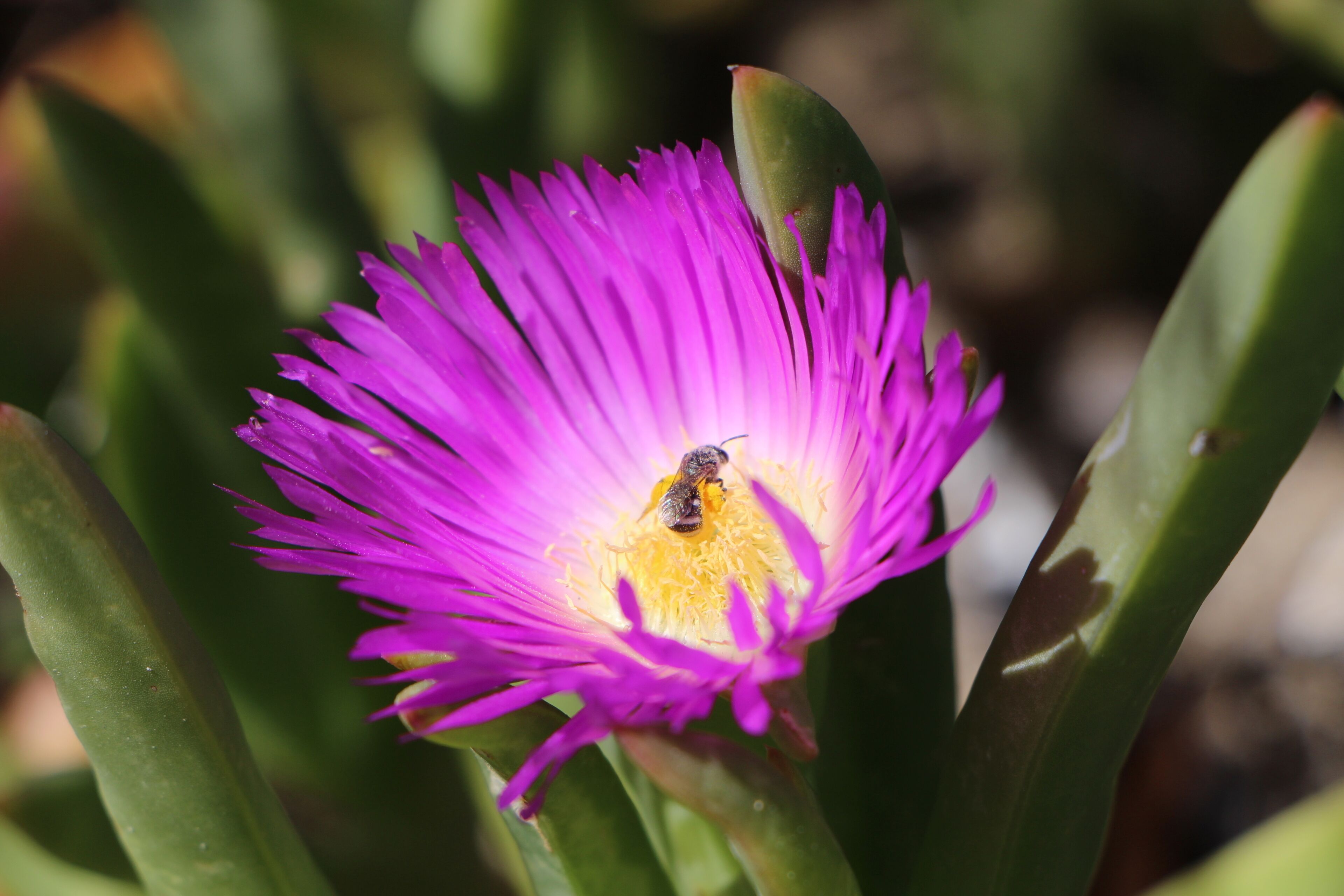 \"Elandra\" Marion Bay — image 24