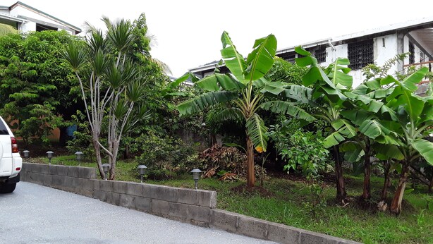 Een woongebied met een betonnen weg, een witte auto en weelderige begroeiing, waaronder bananenbomen en andere planten.