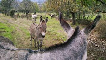 Terrein van de accommodatie