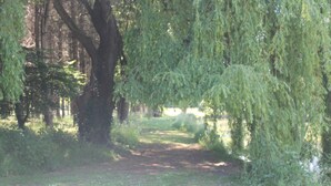 A pathway through a park with trees and grass.