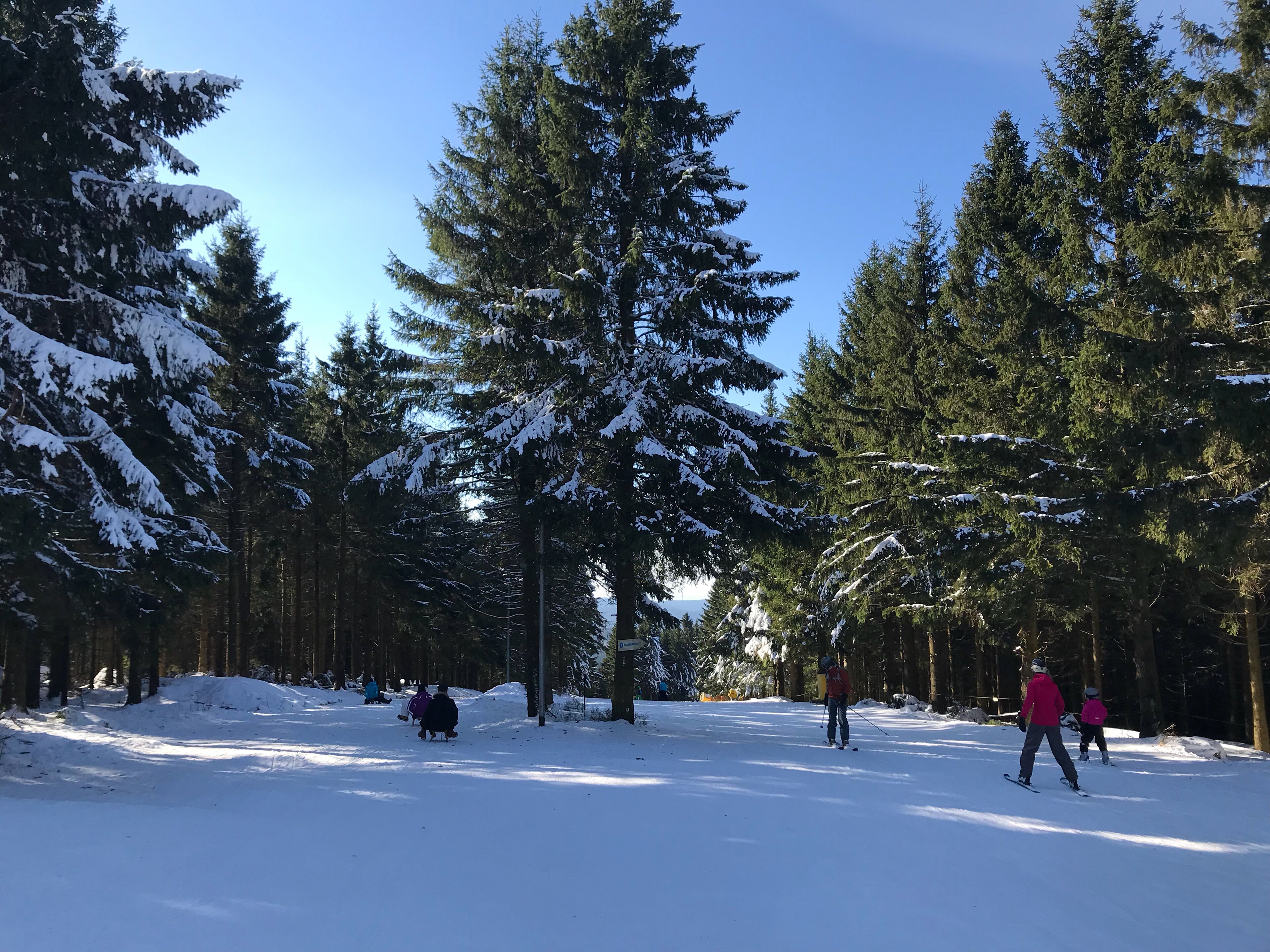 A snowy forest path with tall evergreen trees and a clear blue sky.