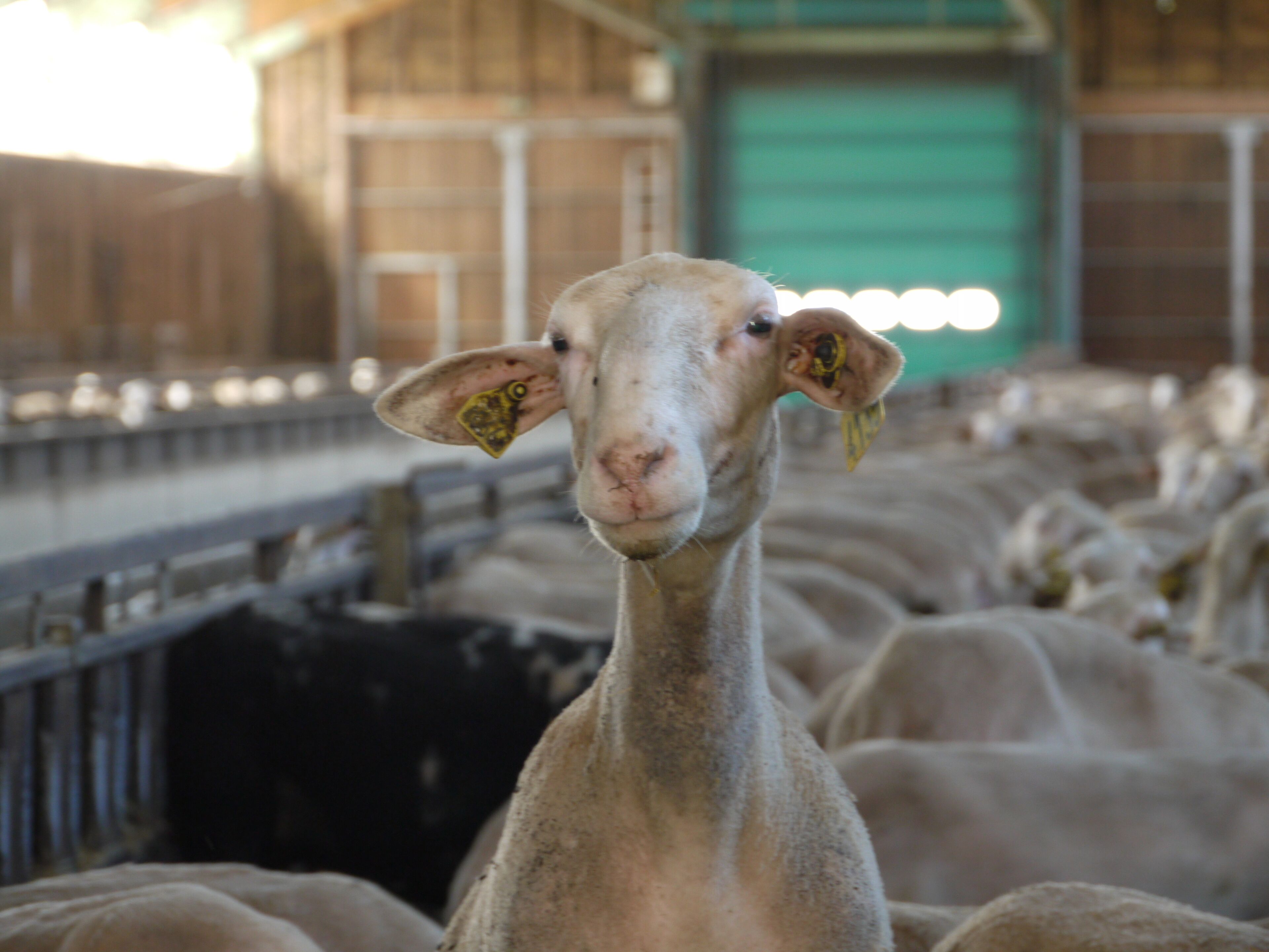 Un gros plan d’un mouton portant des étiquettes dans les oreilles, entouré d’autres moutons dans une grange.