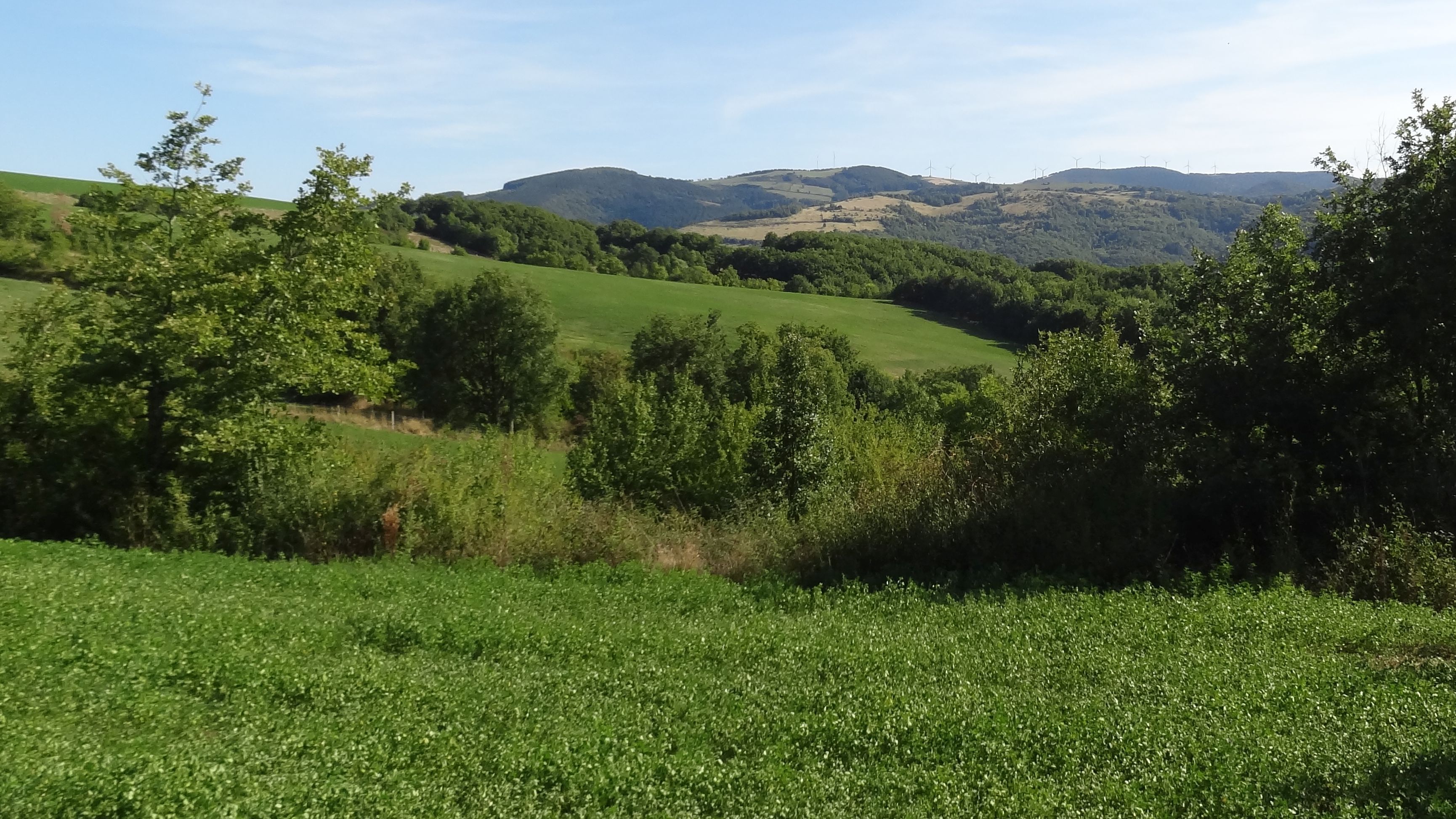 A green field with trees and hills in the background.