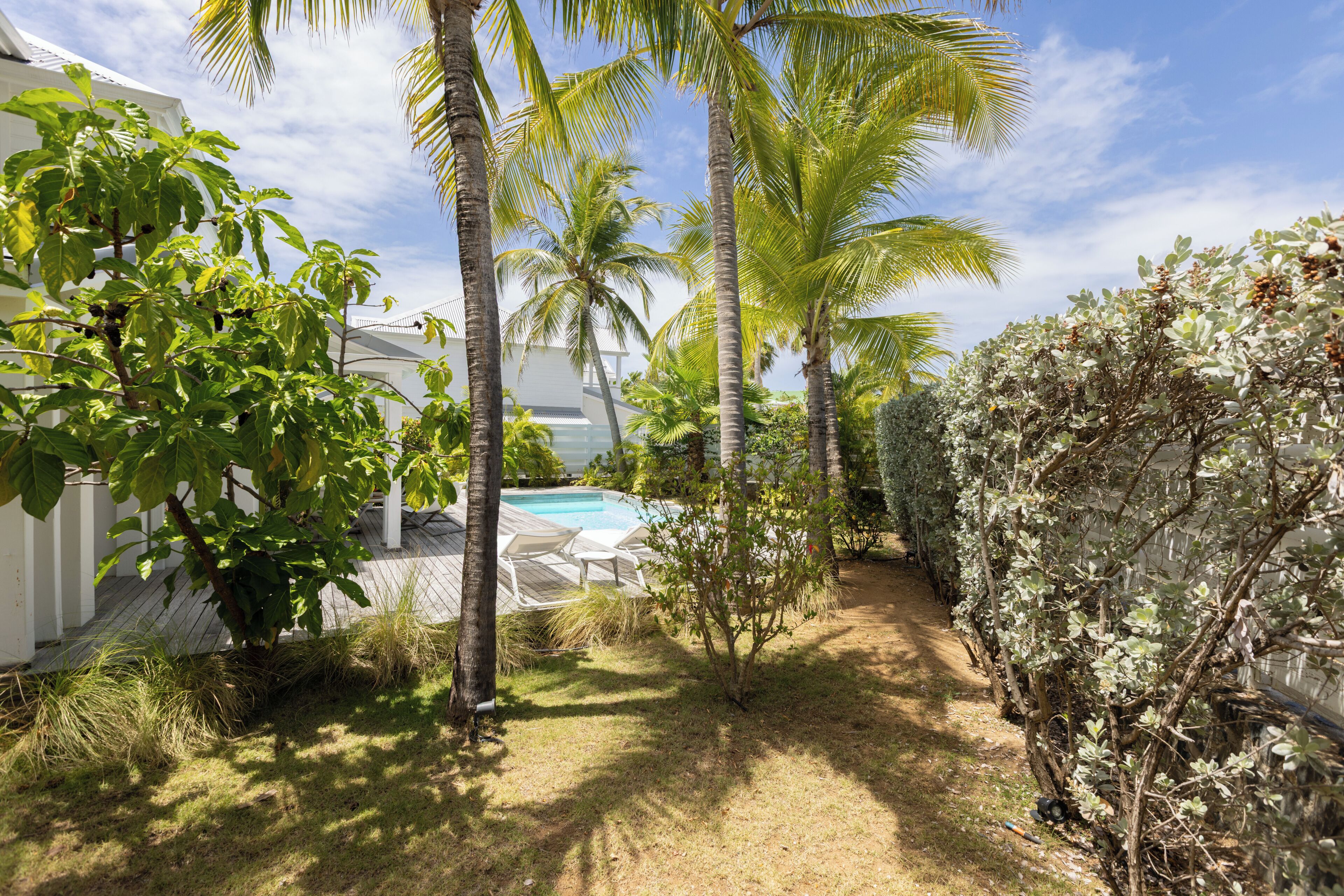 A backyard with a pool, palm trees, and a white fence.
