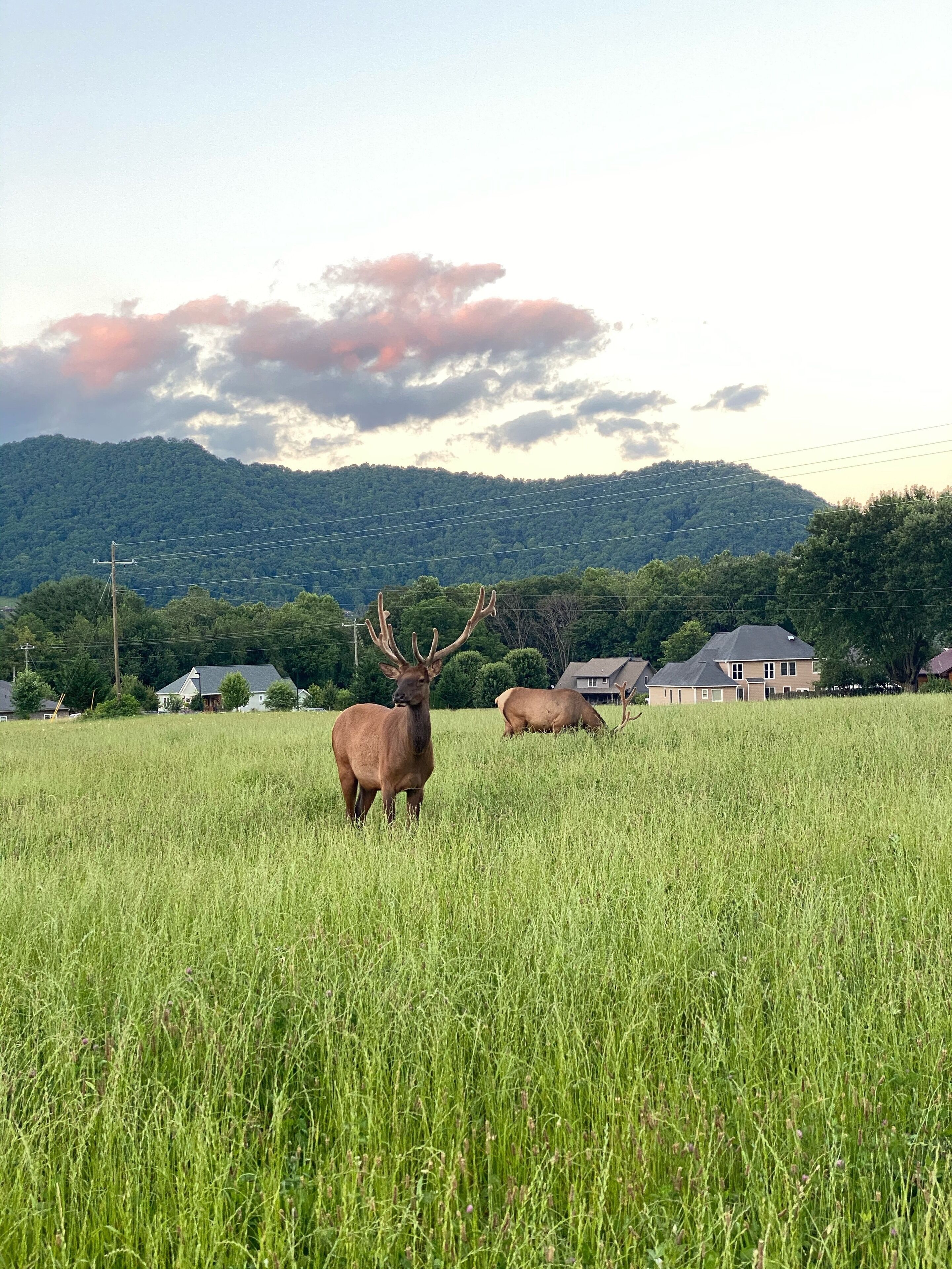A field with tall grass and two elk.